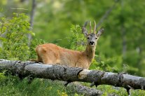 Reh im Wald