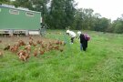 Hühner auf Wiese