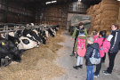 Kinder betrachten Kühe im Stall