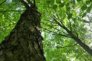 Eine Buche fotografiert in Froschperspektive mit dichtem Blätterdach