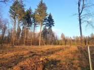 Freifläche im Wald 