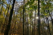 Die Sonne scheint durch einen Eichen-Hainbuchenbestand 