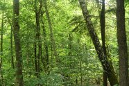 Verschiedene Baumarten in einem dichtbewachsenem Waldstück