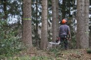 Waldarbeiter begutachtet Bäume vor der Fällung