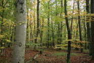 Privatwald in Unterfranken