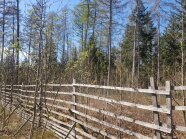 Lattenzaun im Wald