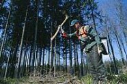 Waldarbeiter im Wald beim Bäumepflanzen