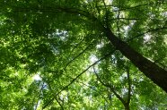 Bäume aus Froschperspektive fotografiert mit dichtem Blätterdach