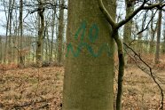 Baum mit Markierung 