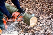 Aufarbeitung liegendes Holz