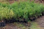 Die Pflanzen wurden in kleinen Containern geliefert und warten jetzt auf ihre Einpflanzung.