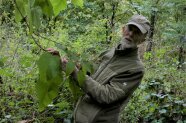 Mann hält Zweig von Paulownia
