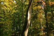 Biotopbaum