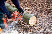 Waldarbeiter durchtrennt Baumstamm mit Motorsäge