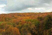 Ein Herbstwald mit gefärbtem Laub von oben fotografiert