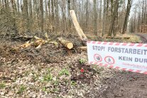 Wegesperrung Holzfällung