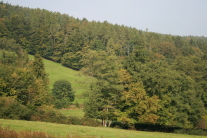 Wald im Spessart