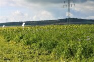 Zwischenfruchtanbau 