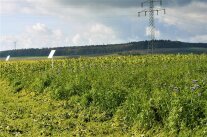 Zwischenfruchtanbau 