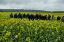 Menschen vor Rapsfeld