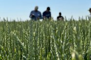 Landwirte betrachten Unterlagen in einem Getreideacker