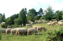 Schafe Auf Weide