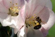 Biene in einer Apfelblüte.