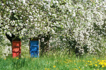 Bienenkästen in einer blühenden Streuobstwiese